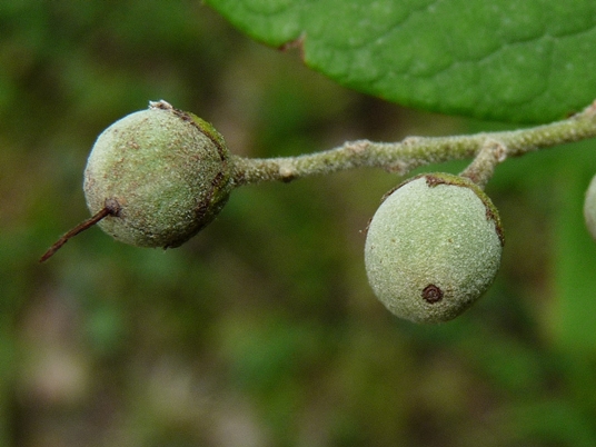 {Styrax grandifolius}